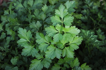 parsley
