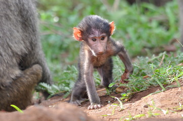 Bébé babouin, Afrique