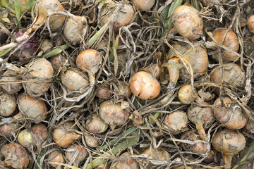 onions in a field