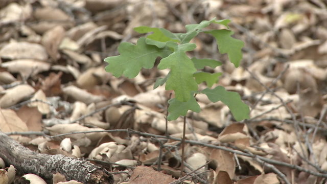 Valley Oak or Quercus lobata sapling emerging from oak mulch in Ojai, California