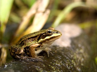 Beautiful green frog close up.