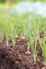 Onion in Farm