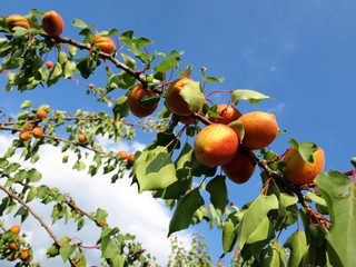 Ripe apricots grow on a branch among green leaves