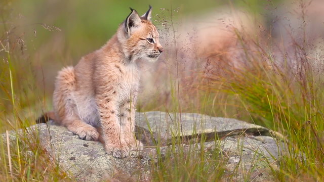 Cute young lynx sitting and yawning 