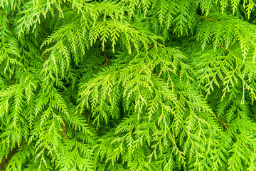 coniferous tree, nature, forest, tree, green, plant, evergreen tree