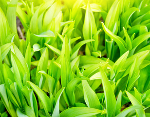 Lush green plants close up background