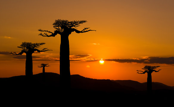 Baobab Trees At Sunset In Madagascar