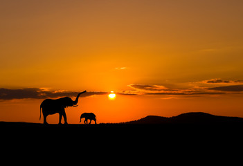 Elephants in African savannah at sunset