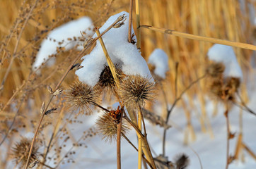 Колючка © chipigo