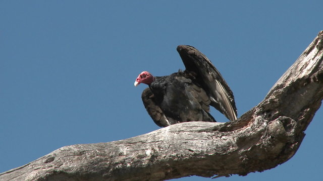 Turkey Vulture (Cathartes aura) sunning themselves on the Ojai Meadow Preserve, California.