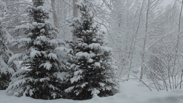 Time lapse of snow falling on a pine tree in Vail, Colorado.
