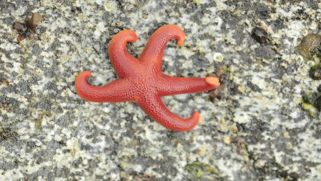 Time lapse of an Ochre sea star, Pisaster ochraceus moving across a rock on George Island in Southeast, Alaska.