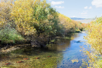 Autumn Landscape with Kokanee spawning in the river.  Utah