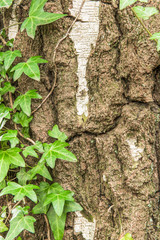 bark, tree, deciduous tree, ivy, green, plant, nature, leaf
