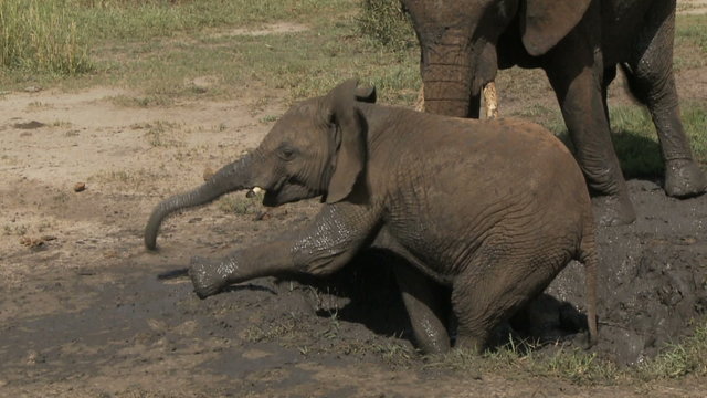 Baby elephant crawls out of mud hole