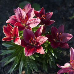 red lily. Selective focus