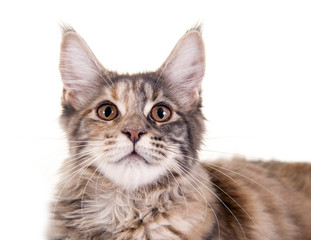 Katze blickt nach oben