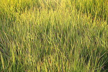 Fresh grass on a meadow