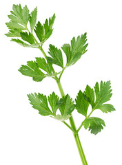celery leaves isolated on the white background