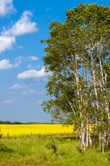 birch trees with green grass, yellow rapeseed and blue sky