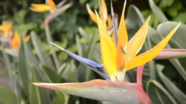 Panning shot of a bird of paradise flower in San Diego, California.