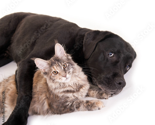 "Hund und Katze kuscheln" Stockfotos und lizenzfreie Bilder auf Fotolia