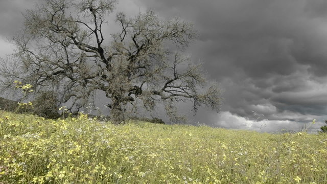 Rising tracking shot of a storm forming over a valley oak tree in Ojai, California.
