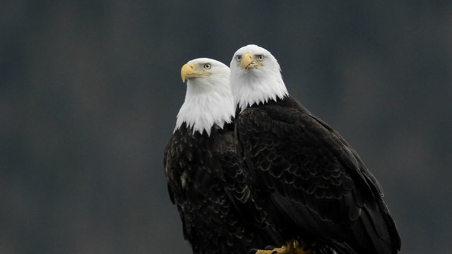A pair of bald eagles calling while perched on a dock piling in Juneau Harbor, Alaska.
