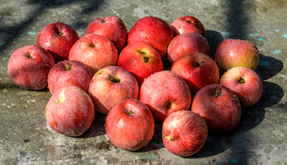 Vivid freshly picked red apples with contrasting shadows on the old metal table warm filtered