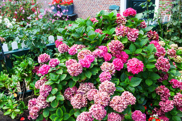 verblühender Hortensienbusch