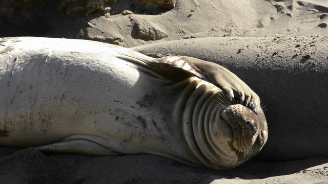 Northern Elephant Seals sunning on the beach at Piedras Blancas near San Simeon, California.