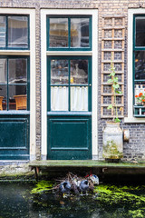zwei Blesshühner vor einem Haus in Delft, Niederlande