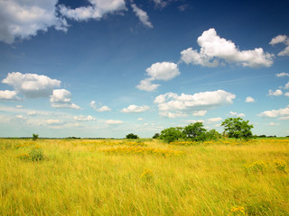 grasfield and sky