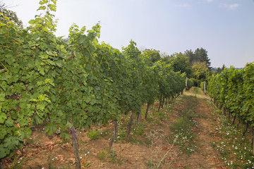 Fototapeta na wymiar Grape vines in a row.