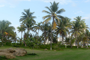 Fototapeta na wymiar Palm Tree Park