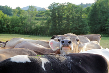 Der Kopf einer neugierigen Kuh schaut aus der Kuhherde