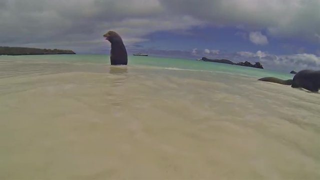 Galapagos Sea Lion bull approaching camera in Gardner Bay on Espanola Island in Galapagos National Park, Ecuador.
