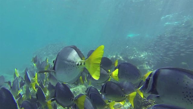 Underwater footage of a school of Black Striped Salema and Razor Surgeonfish at  Sombero Chino on Santiago Island in Galapagos National Park, Ecuador.