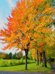 Bright autumn trees in a park