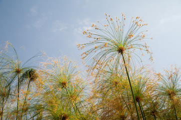 Fototapeta premium View of papyrus plants in the natural reserve of Ciane river near Syracuse