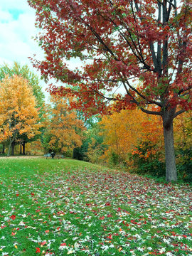 Autumn Landscape With Green Lawn And Colorful Trees