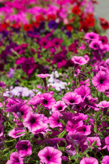 multicolored flowers petunia