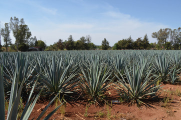 Campo mexicano de agave