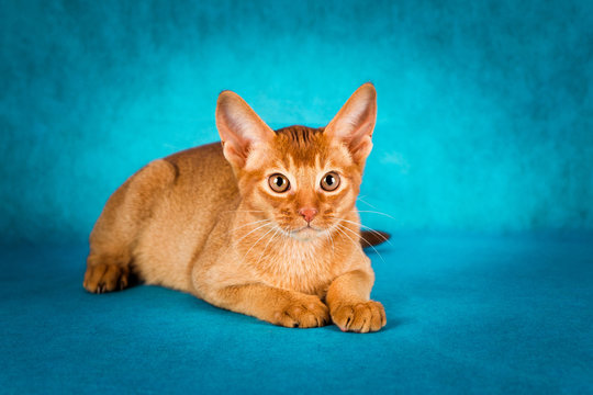 รูปภาพAbyssinian – เลือกดูภาพถ่ายสต็อก เวกเตอร์ และวิดีโอ32,827 | Adobe ...