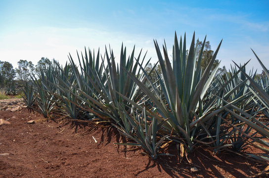 Agaves
