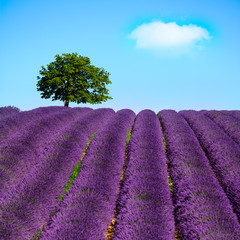 Fototapeta premium Lavender and lonely tree uphill. Provence, France