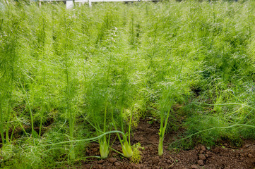 finochio © pierluigipalazzi