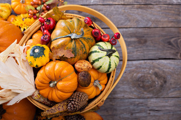 Pumpkins and variety of squash