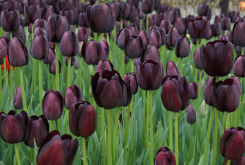 dark violet tulips blossomed in park