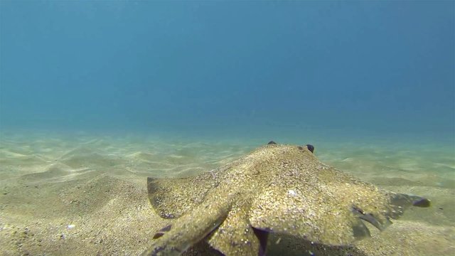 Underwater of a swimming diamond stingray, Dasyatis dipterura in Galapagos National Park, Ecuador.